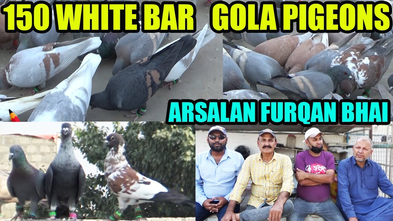 150 White Bar Gola Pigeons Loft Arsalan Furqan Bhai Kabooter Ghaghray Kabray Sherazi Desi Lalband