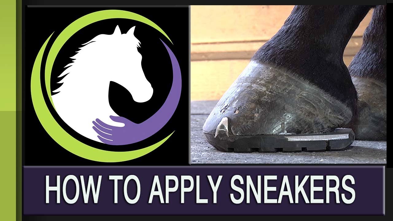 How To Apply Sneakers (for Horses)