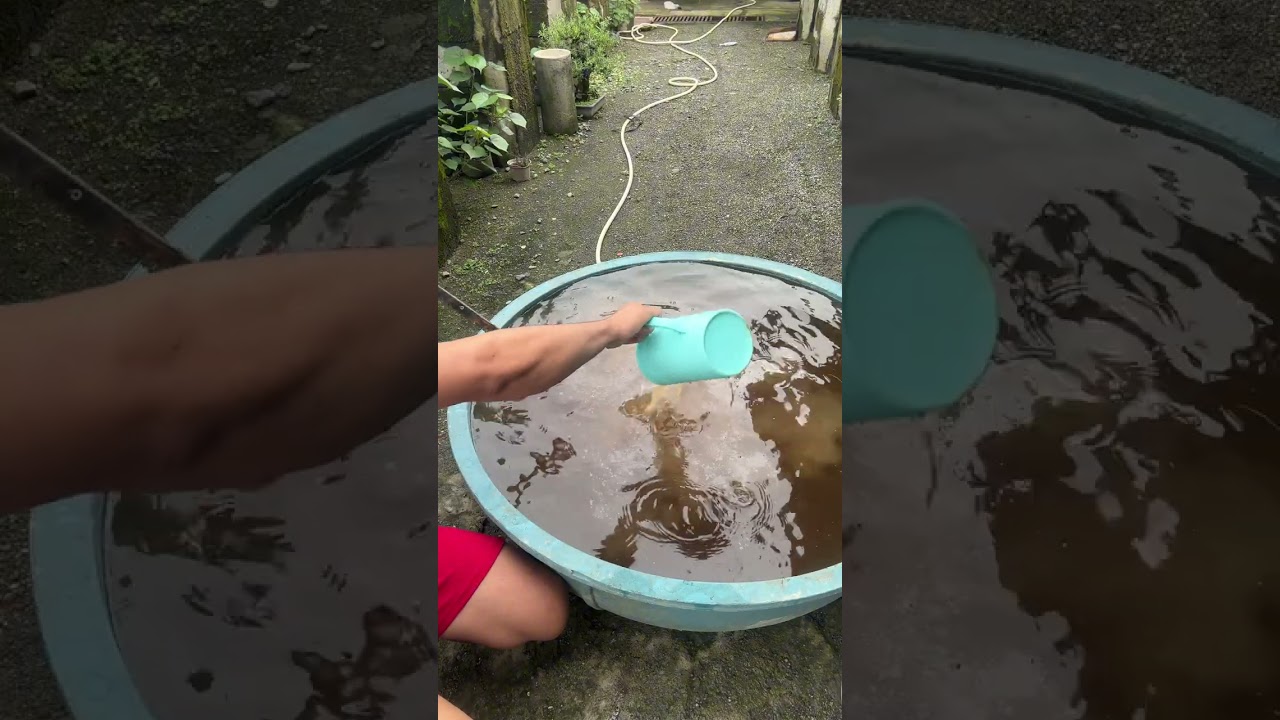 Vlog #3: How I Fertilize My Bonsai & The Best Fertilizer I Use