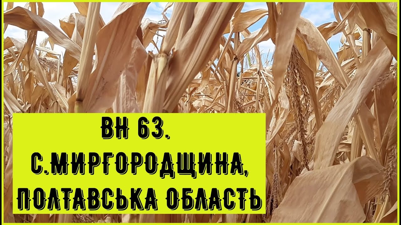 Кукурудза ВН 63, с.Миргородщина, Полтавська область