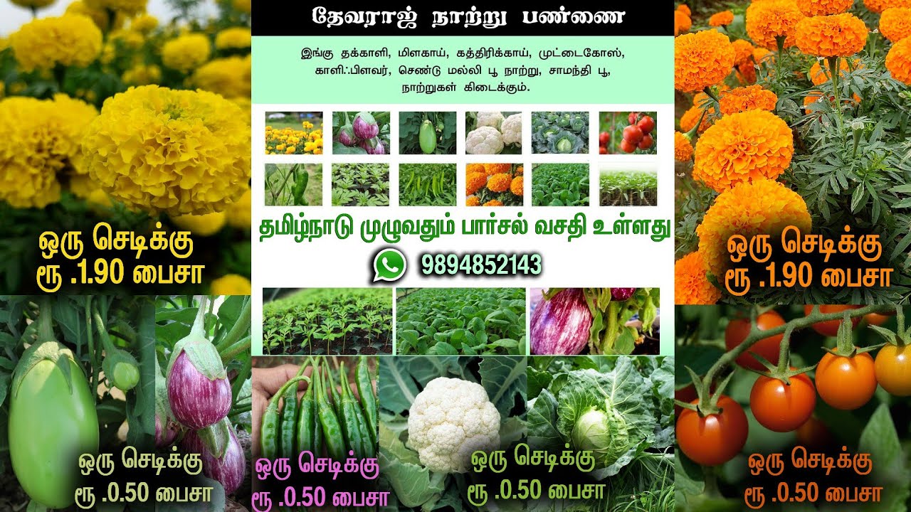 | மிகக் குறைந்த விலையில் பூக்கள் மற்றும் காய்கறிகள் நாற்றுகள் கிடைக்கும் | தேவராஜ் நர்சரி பார்ம் |