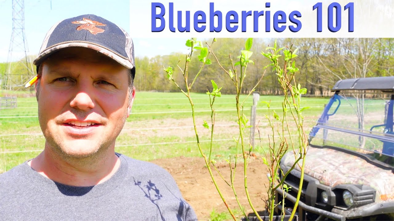 How To Plant Blueberry Bushes in Canada