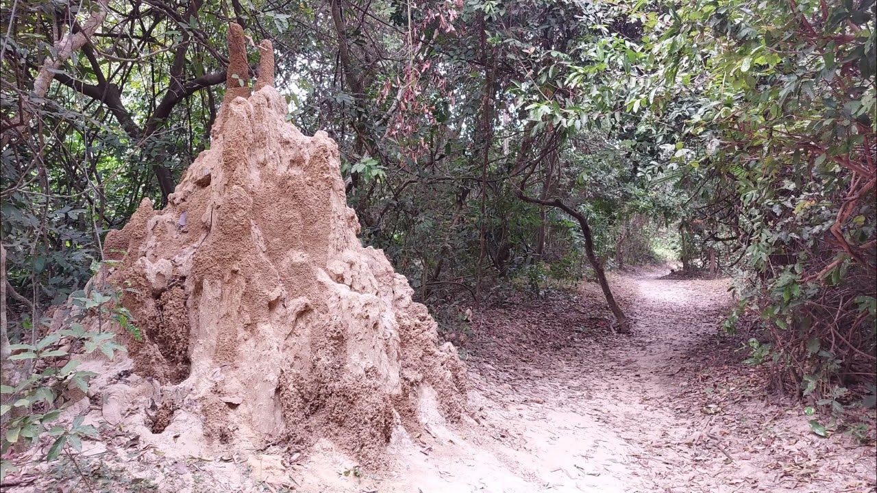 ABUKO PARK   GAMBIA