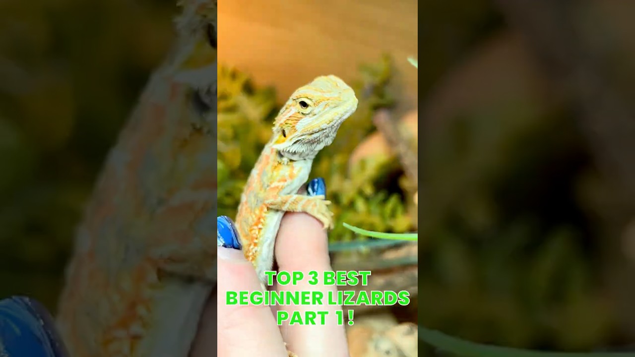 Top 3 beginner reptiles - part 1