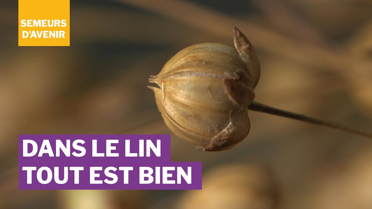 Dans le lin tout est bien  / Semeurs d'avenir