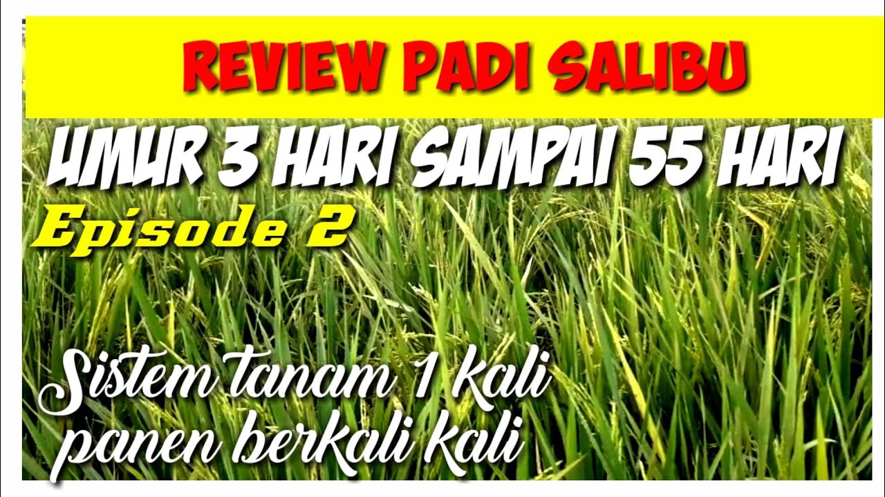 PADI SALIBU, TANAM PADI 1 X, PANEN BERKALI KALI||SALIBU RICE PLANTING RICE 1 TIME HARVEST MANY TIMES