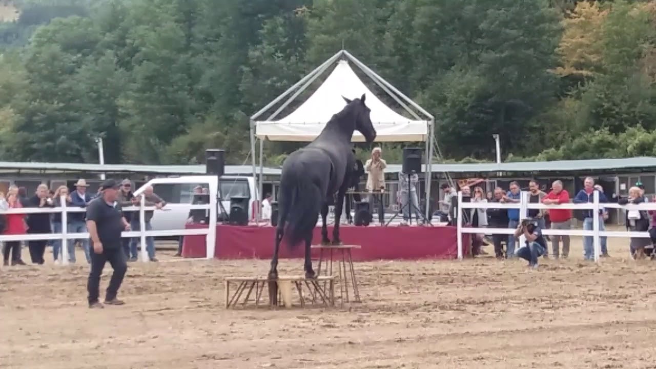 LAVORO CON IL CAVALLO IN LIBERTÀ