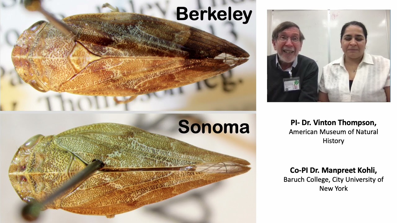 Taxonomic status, population structure and identification methods for the vineyard spittlebug