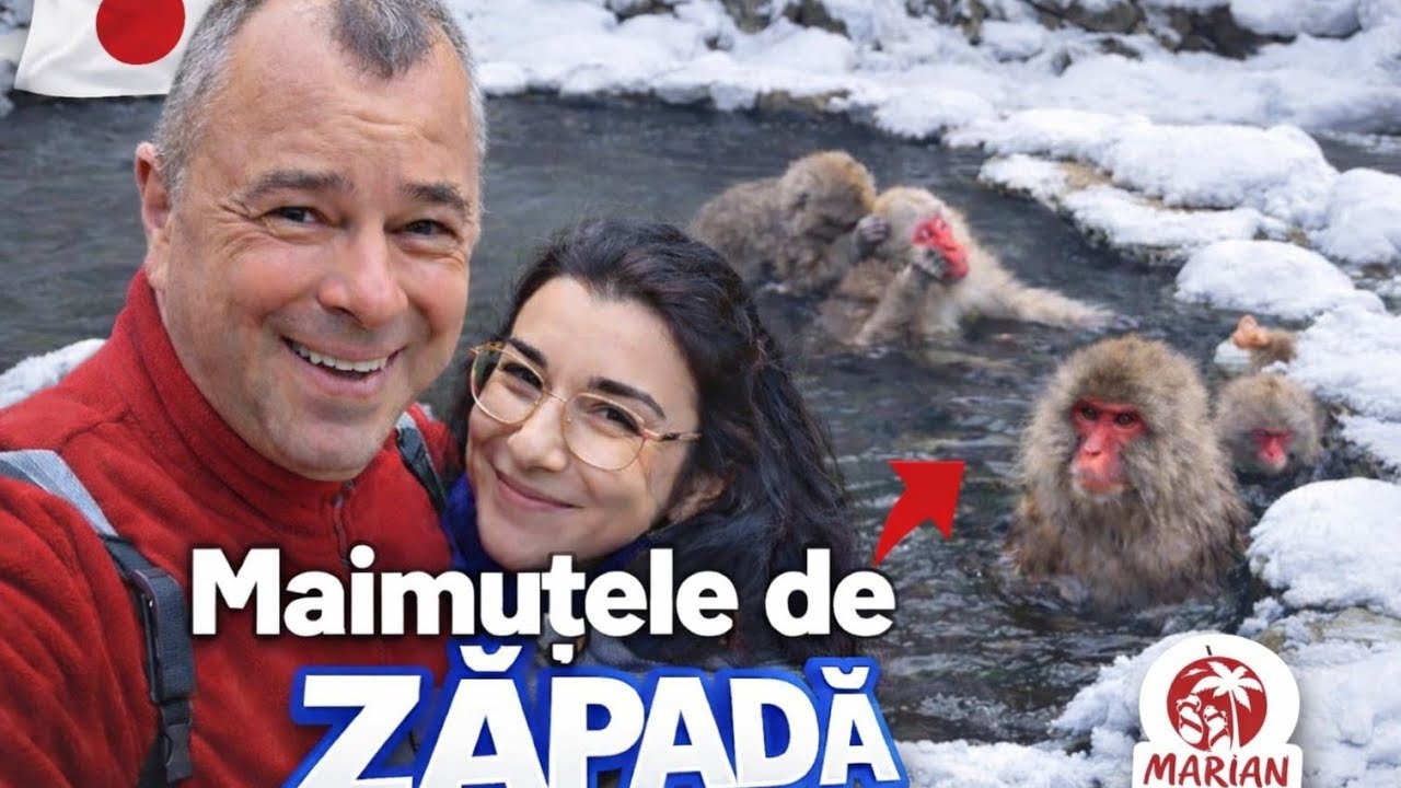 Maimuțele de Zăpadă din Japonia 🐒 Izvoare Termale Naturale – Experiență Unică în Lume