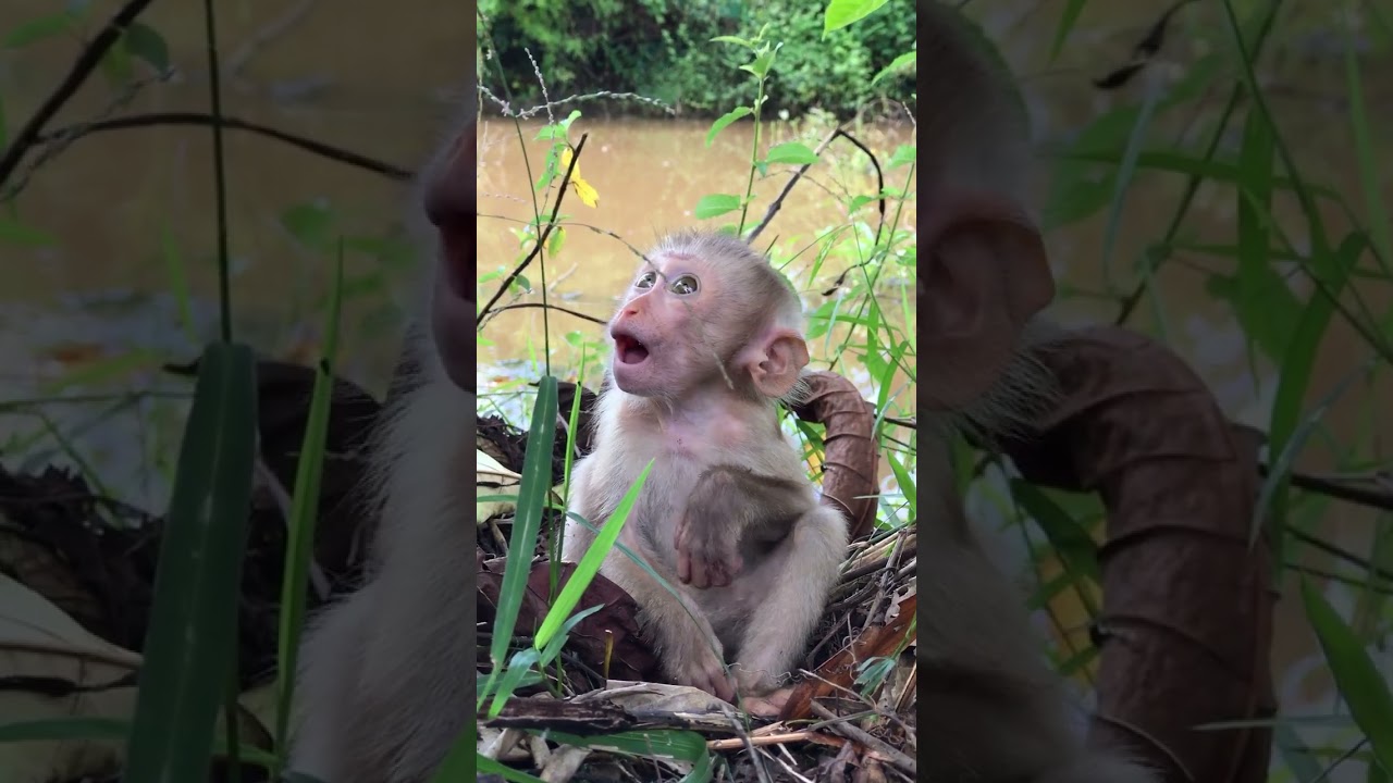 So beautiful baby monkey relax time. #shorts