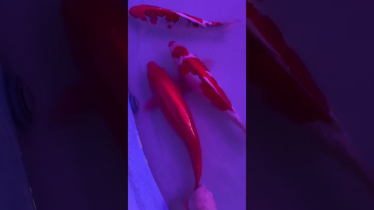 Petting Koi During Water Change 🐠