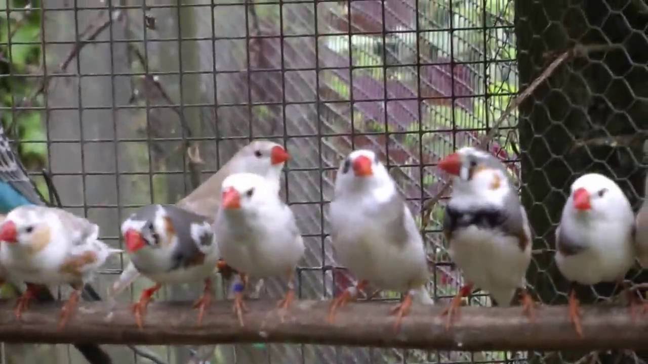 Wellensittiche, Kanarienvögel, Zebrafinken Sommer 2016