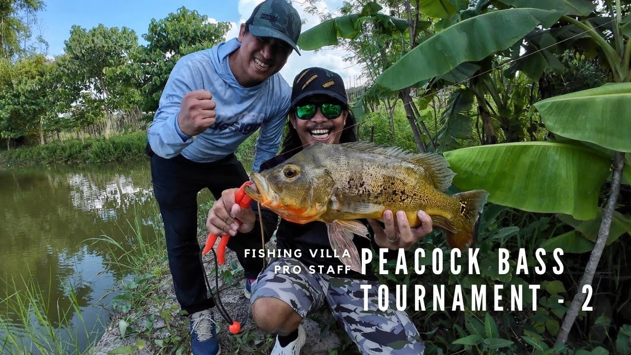 Monster fish seeding & Peacock Bass FV Pro Staff Tournament 2