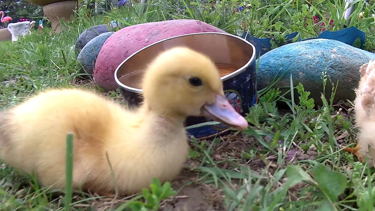 #ducks​baby#Canard​​ #Caneton​​ #poussin #poule #ChickensBaby 3