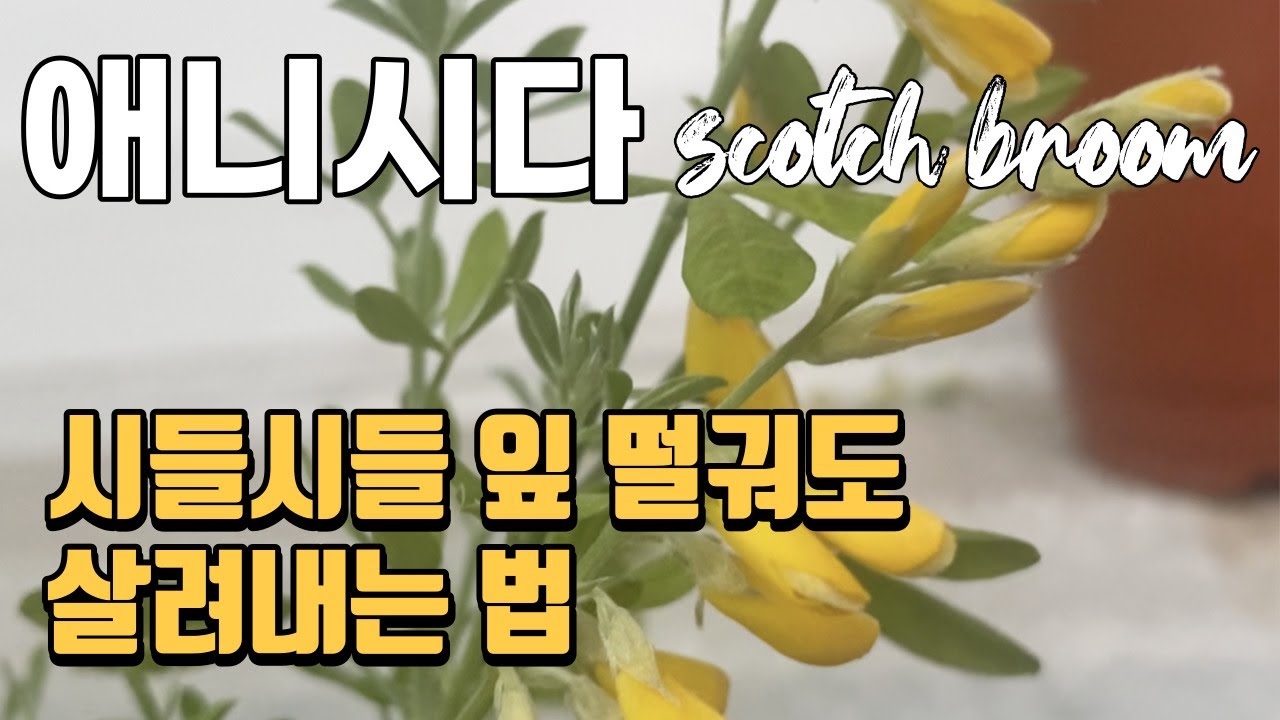 말라죽어가는 애니시다 살리기, 이렇게만 하세요! 가지치기, 분갈이, 삽목 다 보여드려요