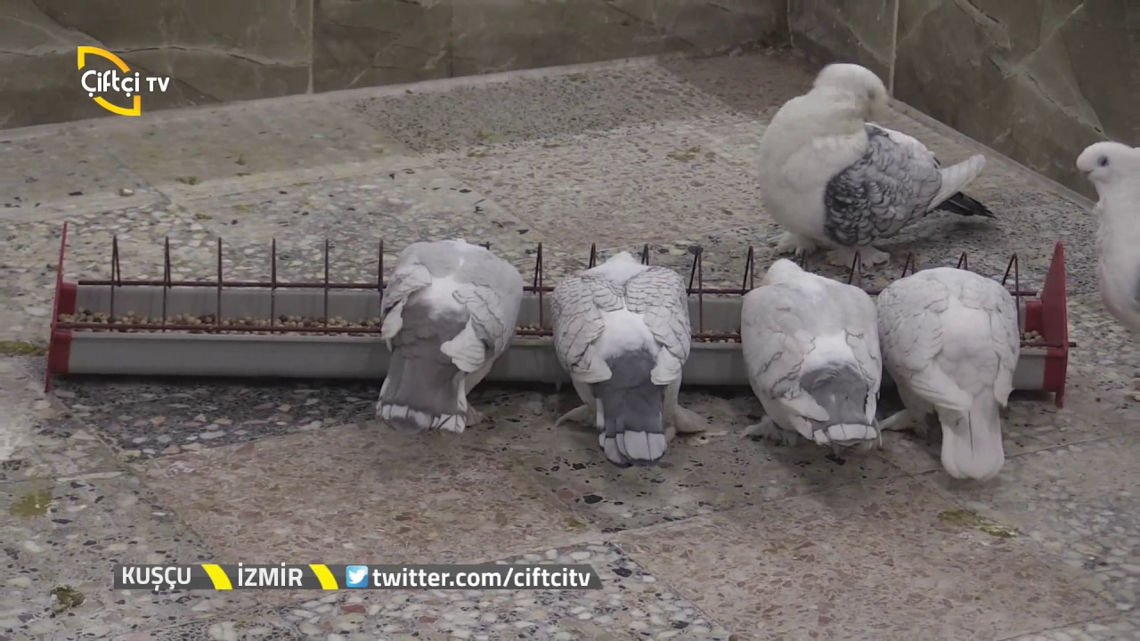 Kuşcu-Hünkari Kuşlarının Özellikleri....