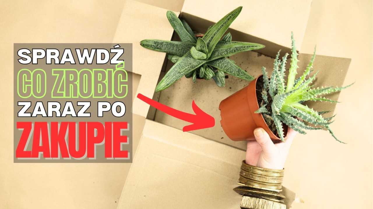 Jak dbać o NOWĄ roślinę ? Na przykładzie ANTURIUM i ALOES'a. Pielęgnacja, przesadzanie krok po kroku