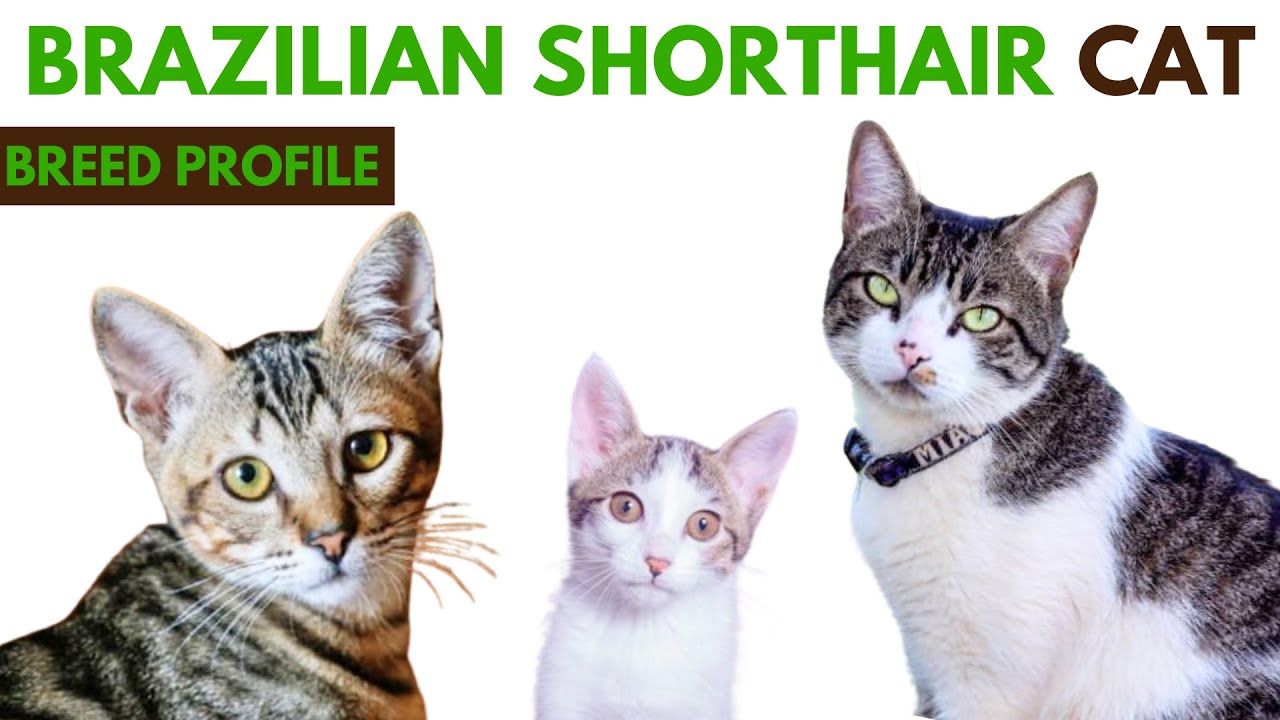 Brazilian Shorthair Cat Breed Profile History - Traits - Price - Brazilian Shorthair Grooming Needs