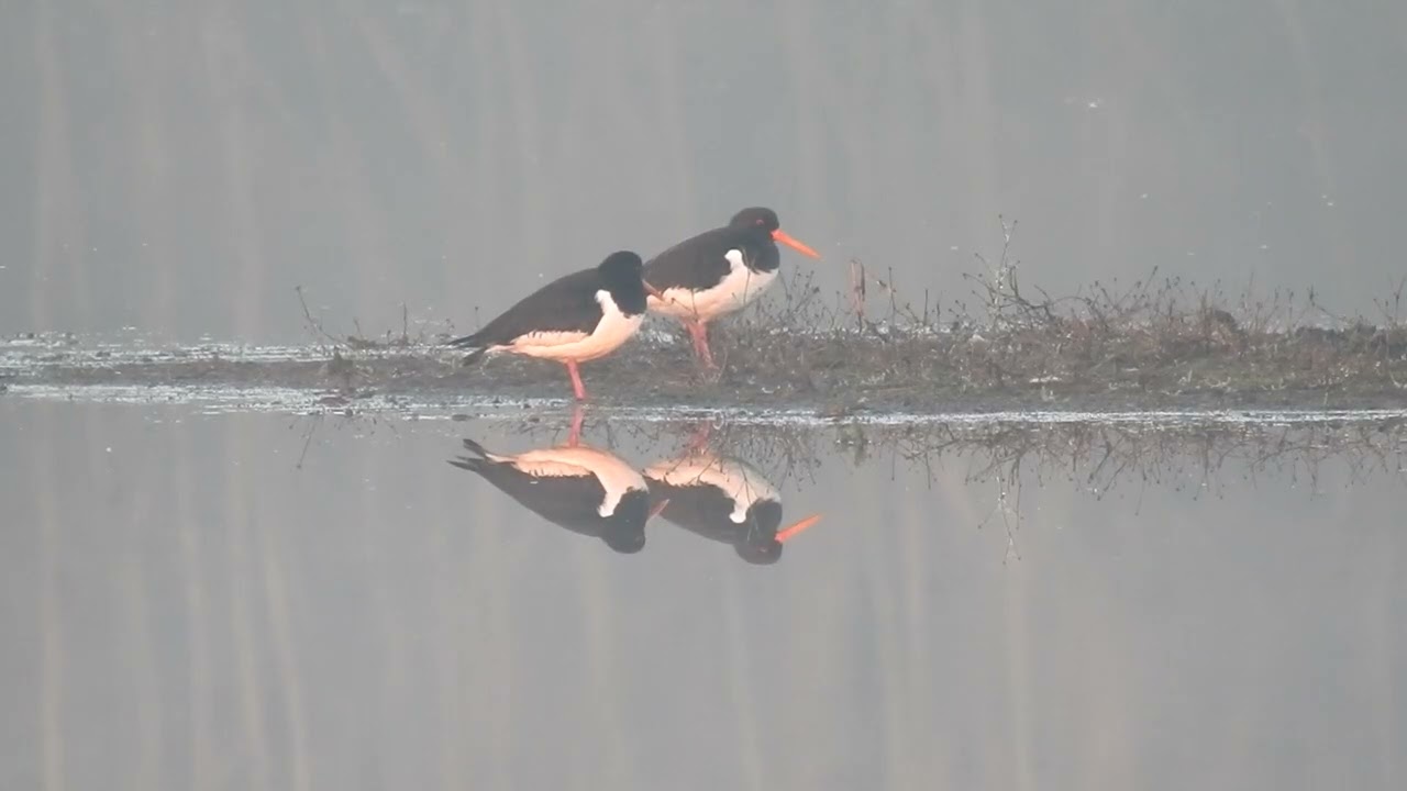 Scholeksters / Oystercatchers in morningmist.