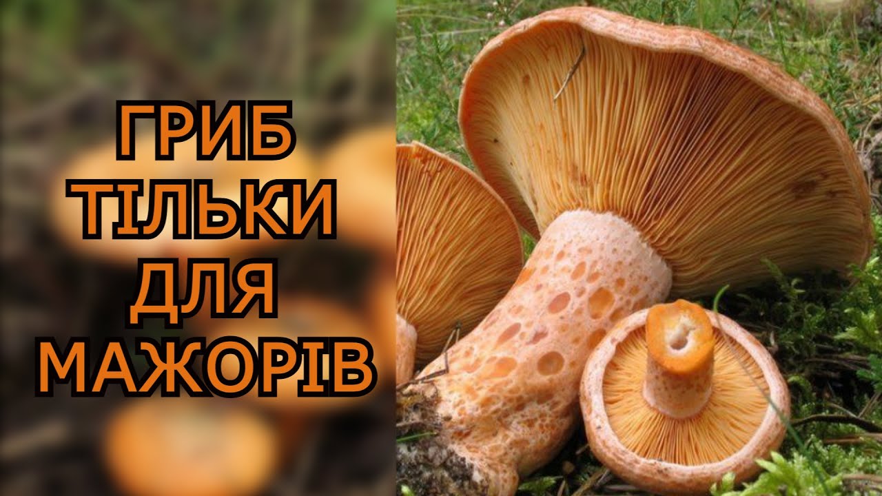 РИЖИКИ-ЦАРСЬКІ ГРИБИ.