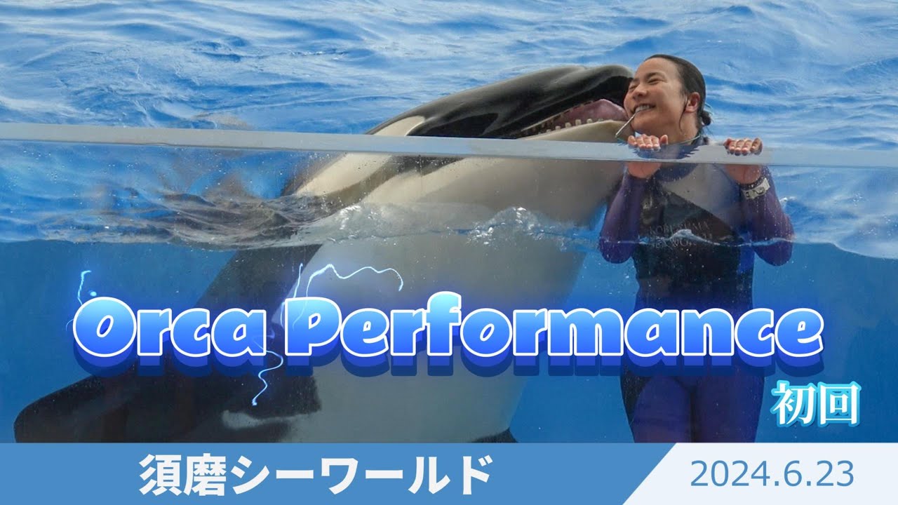 【シャチ】小雨の中の美しいパフォーマンス【須磨シーワールド2024年６月２３日初回10時】