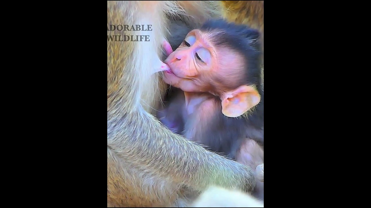 So adorable wildlife baby monkey looks nice 