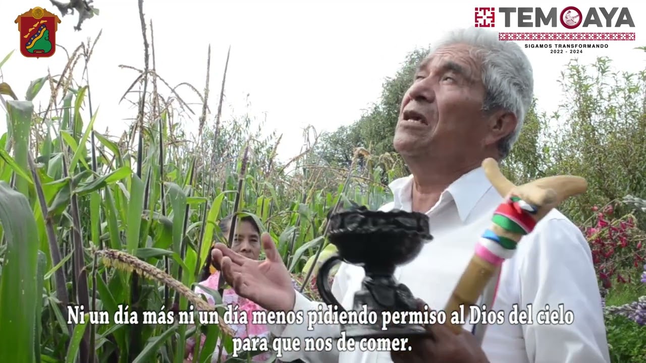 Bendición del maíz en Temoaya, una tradición durante el primer corte de la cosecha.