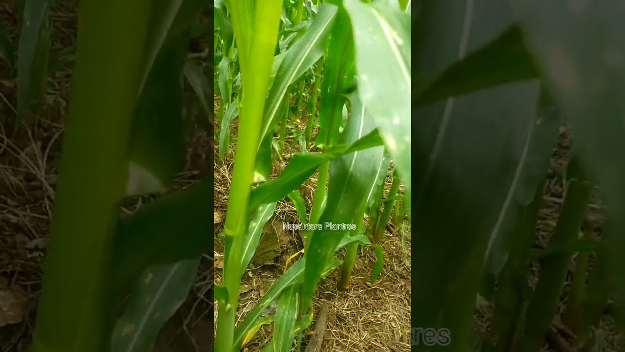 Pengendalian gulma sejak dini bikin jagung sehat dan menghijau (lahan 4 DK 95 R)