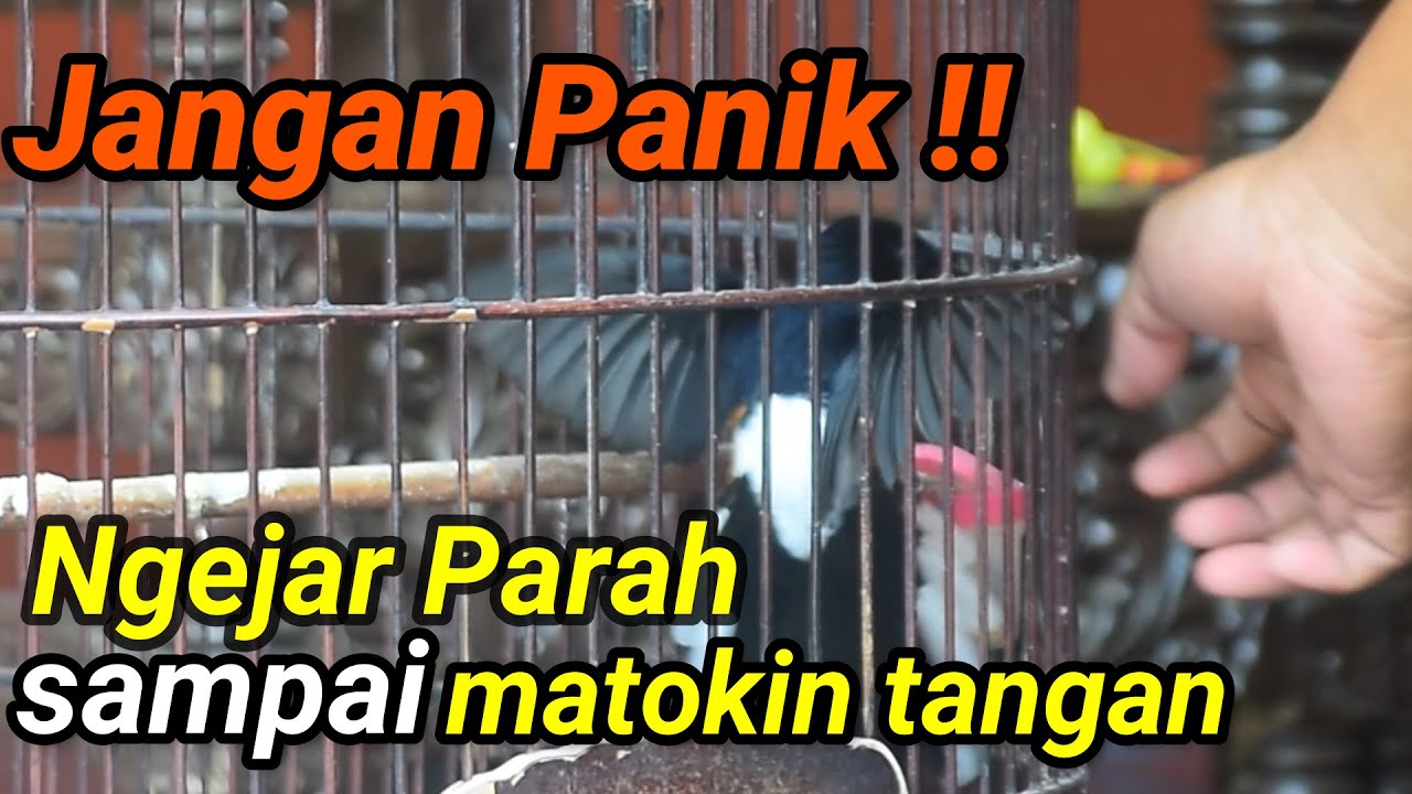 over seperti burung kecanduan EF 😱 ini solusinya cak 💯‼️