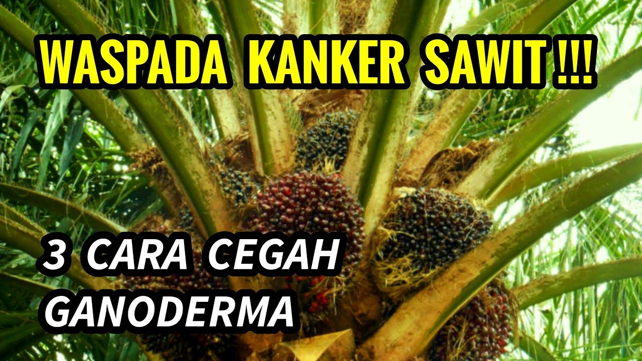 3 Rahasia Ampuh Hindari Ganoderma Sebelum Rugi 150 Juta /Hektar
