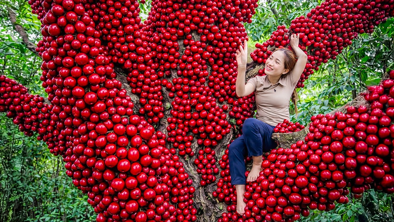 Harvesting Rare Giant Burmese Grapes from Tall Tree, Peeling Reveal Golden Seed | Off the Grid