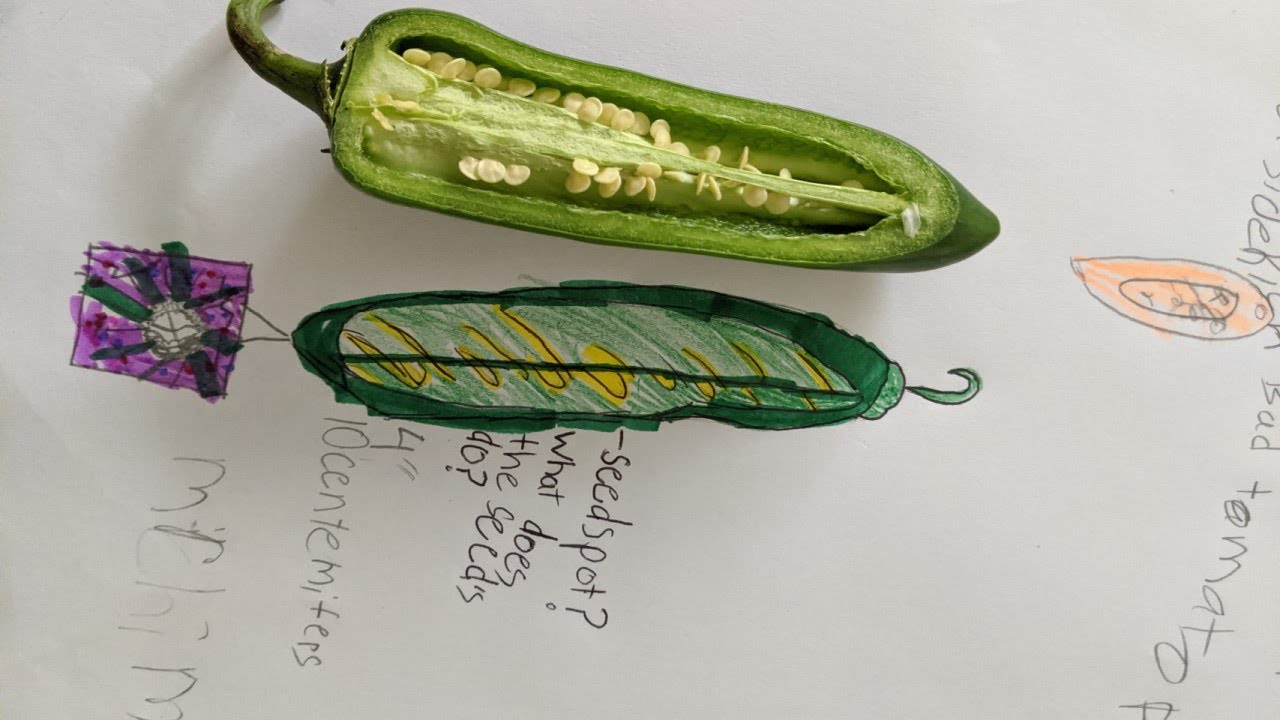 Nature Journaling with Jack Laws