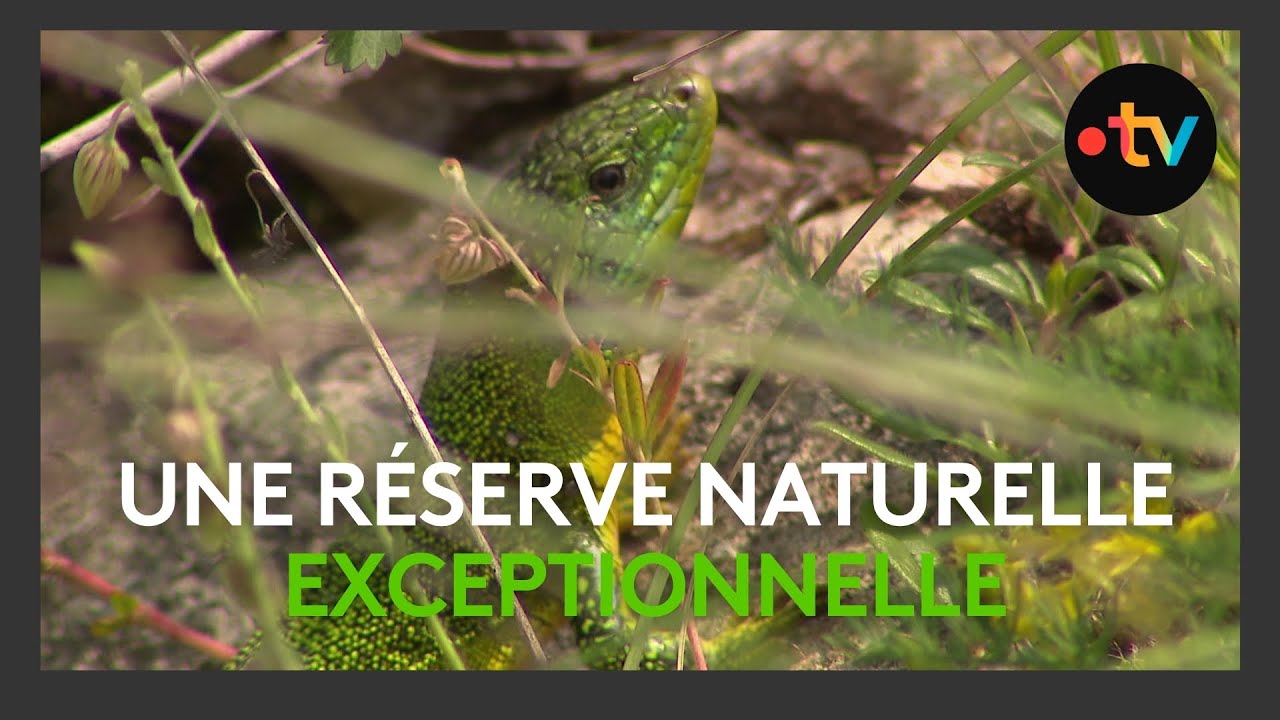 Une réserve naturelle exceptionnelle dans le Jura, la réserve de Mancy