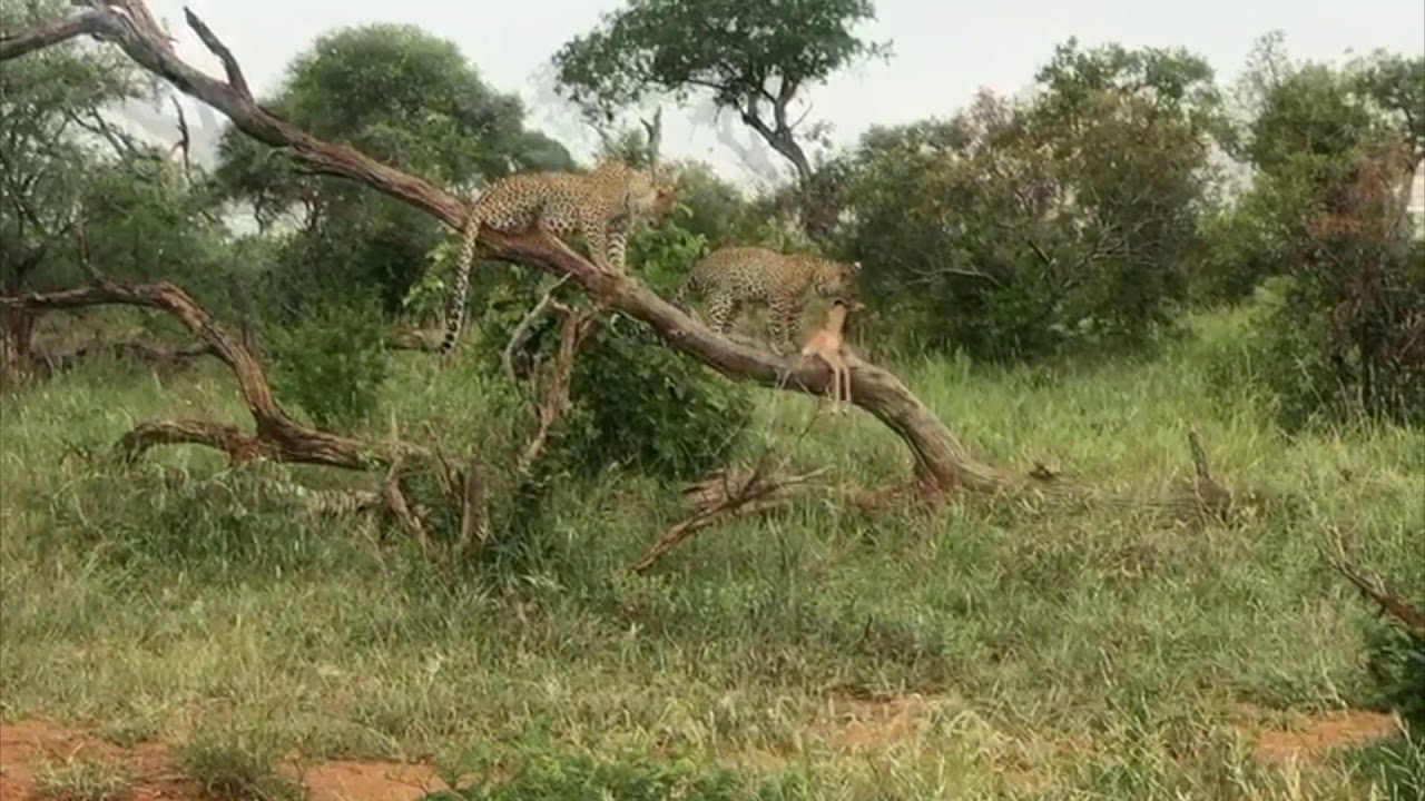 Leopard teaches cub how to drag prey up a tree &mdash; Tintswalo Safari Lodge