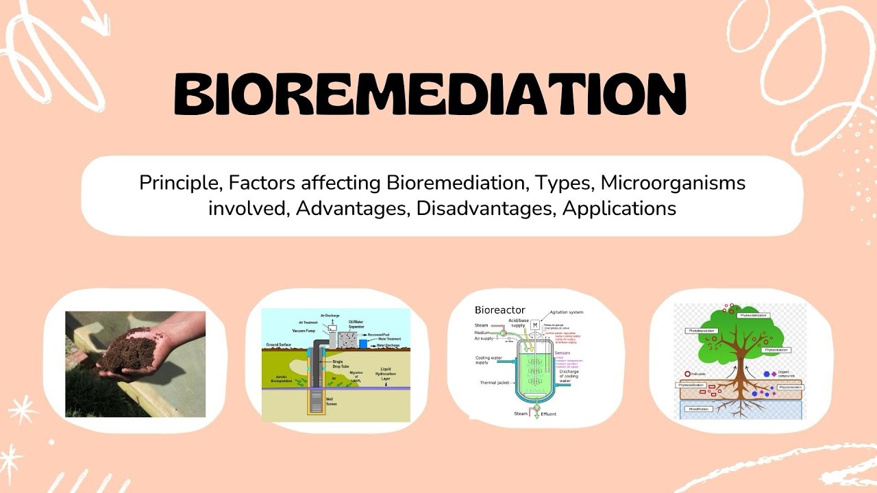 Bioremediation | Environmental microbiology