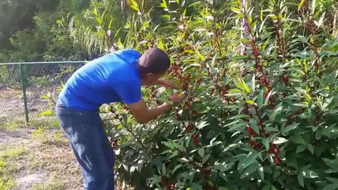 Red Roselle Harvesting And Growth Rate