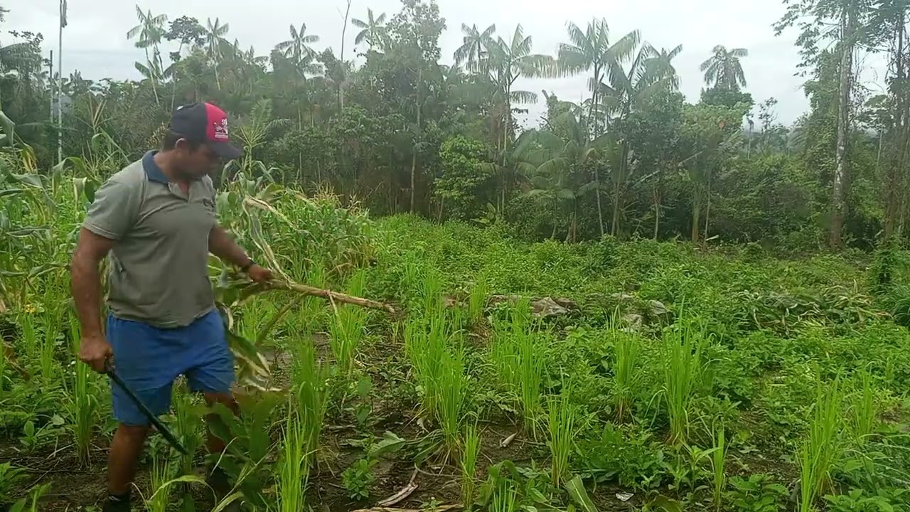 Quebrando milho 🌽🌽🌽 pra pamonha 