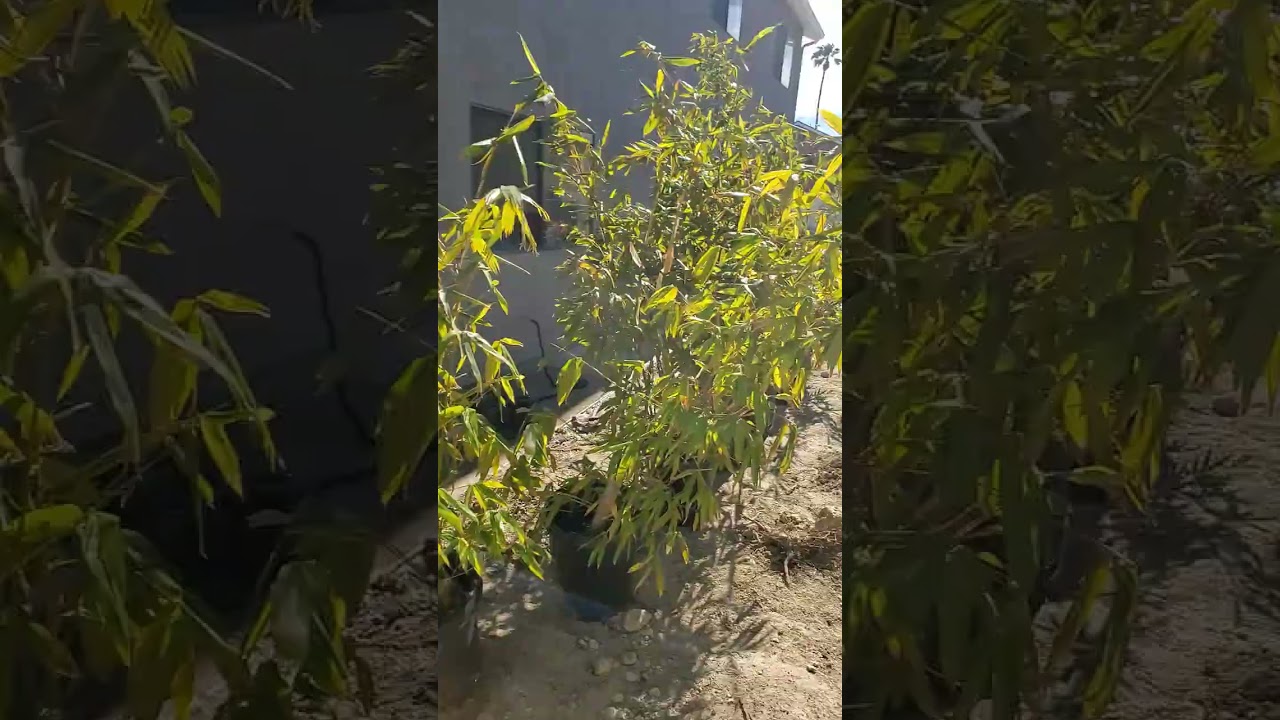 Bamboo Stu- Bamboo Delivery To Oceanside 15-gallon Bambusa oldhamii 