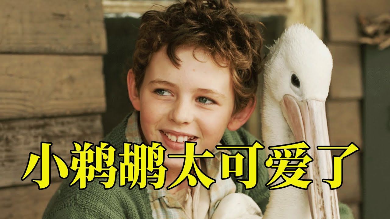 男孩意外就下了三只雏鸟，当遇到灾难时，长大的鹈鹕舍身救主人，18分钟看完2019年澳大利亚治愈电影《鹈鹕的故事》