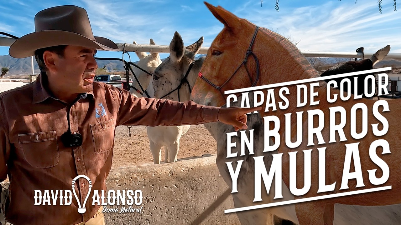 Color de Pelaje en Burros y Mulas