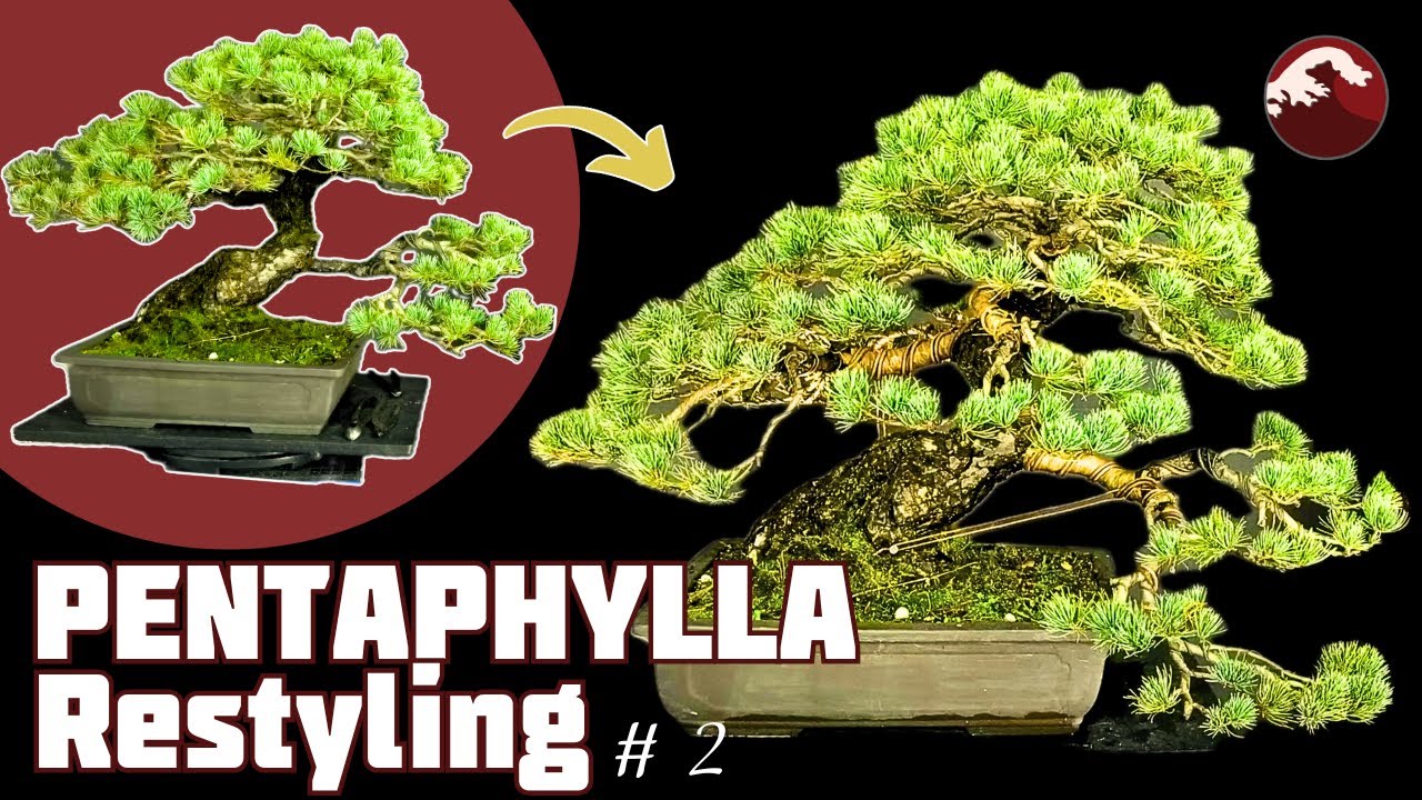 Restyling d'un Pin Blanc du Japon. Épisode 2 🌱 NEJIKAN BONSAI 🌱