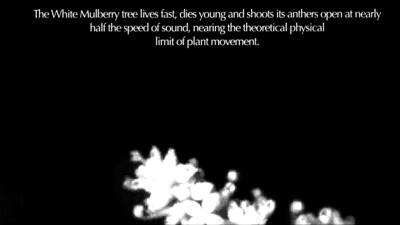 Fast Plants    Morus alba