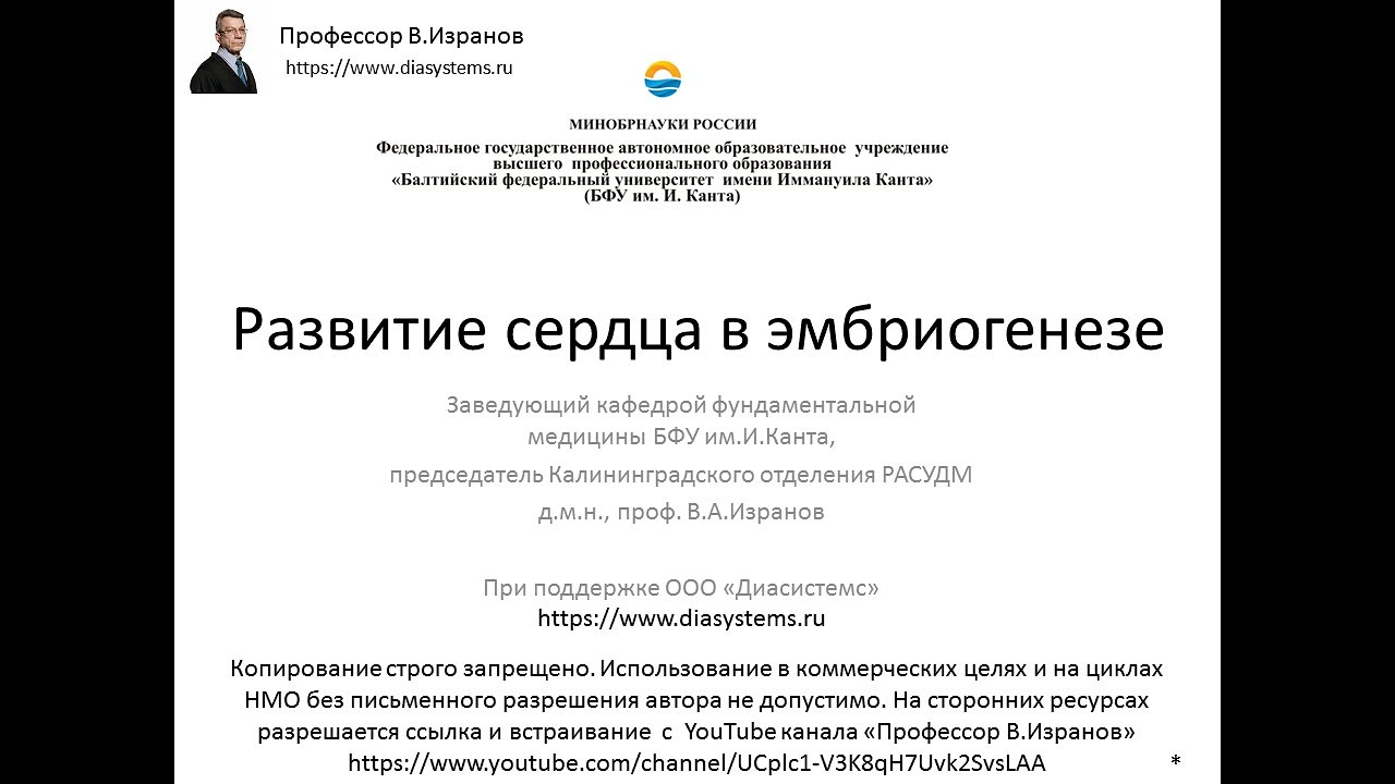 Развитие сердца в эмбриогенезе
