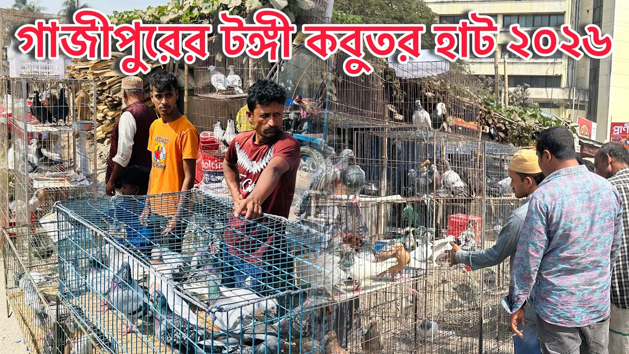 জমজমাট গাজীপুরের টঙ্গী কবুতর হাট ১৫/২/২০২৬ | বাংলাদেশি কবুতরের হাট ২০২৬ | MOHAMAD RAFI. 