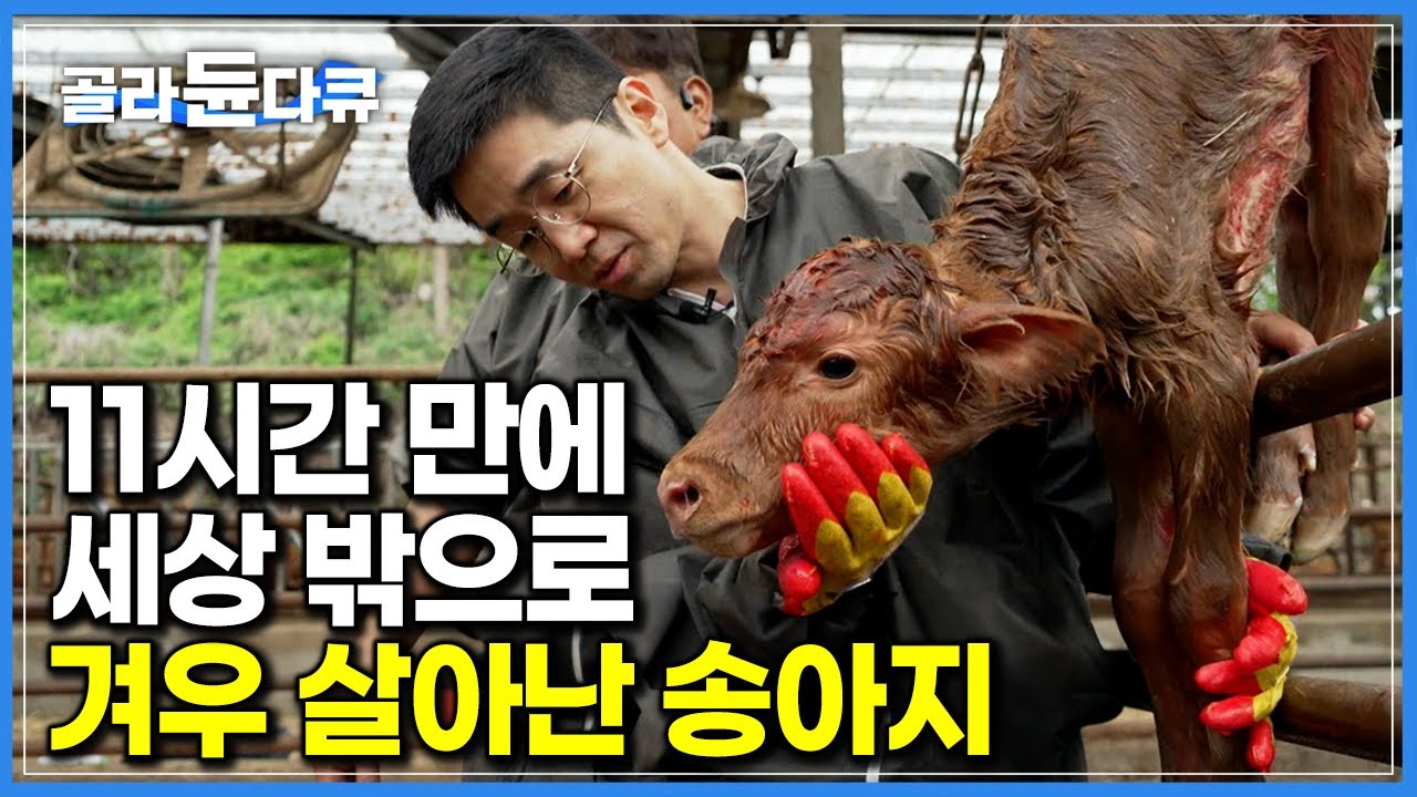 장정 넷이 달라붙어 겨우 꺼냈다! 보기만 해도 땀 나는 송아지 출산 현장｜대동물 수의사｜PD로그｜#골라듄다큐
