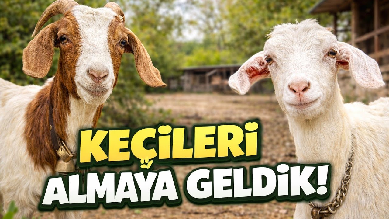 Hayvacılığa başlıyorum part 2.                          Keçileri Almaya Geldik 🐐