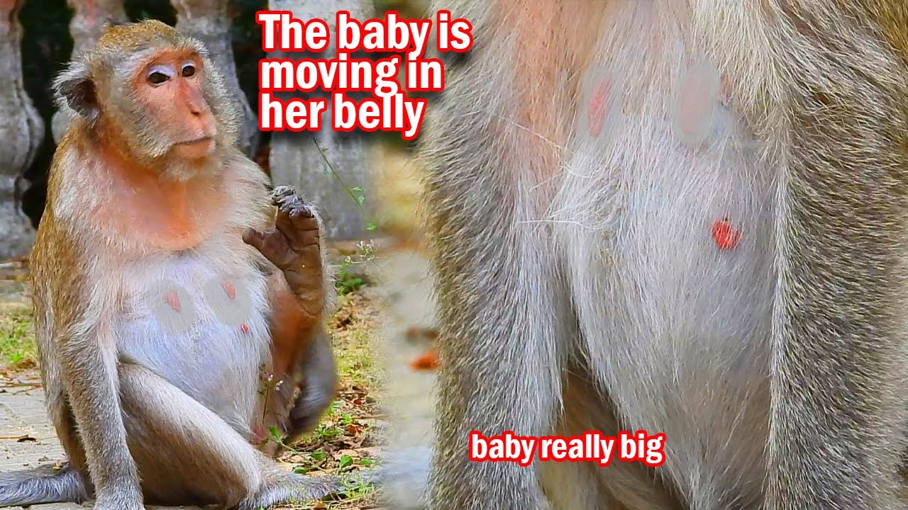 OMG..! Incredible baby in the womb mother monkey Marci trying to move look very adorable