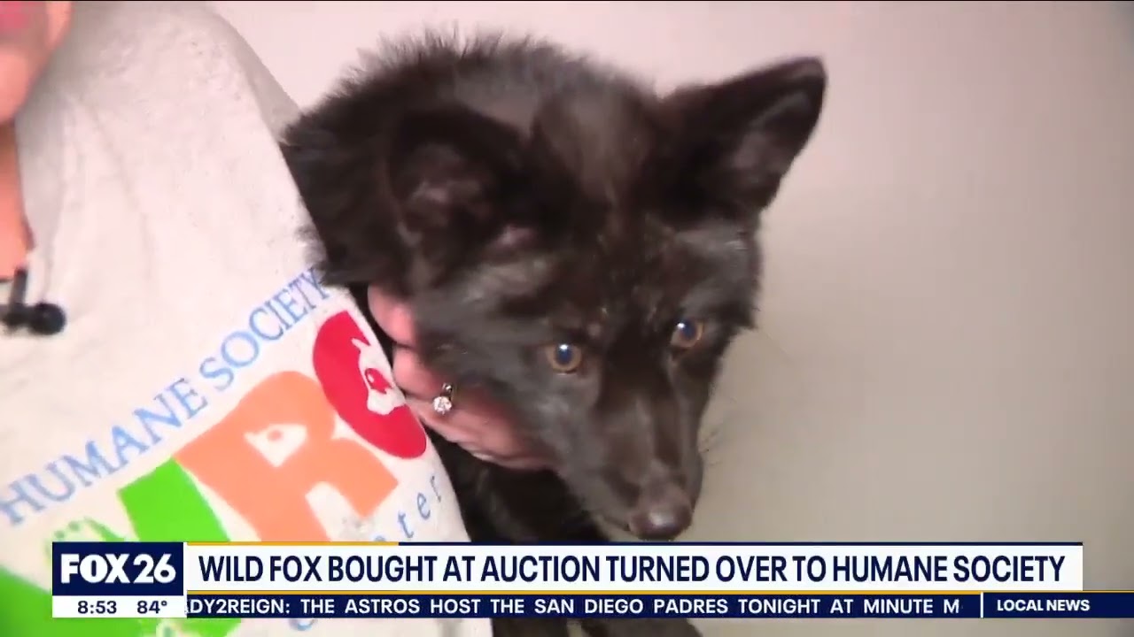 Houston Humane Society Wildlife Center Helps Fox who was Illegally Bred for Fur-FOX 26 Interview