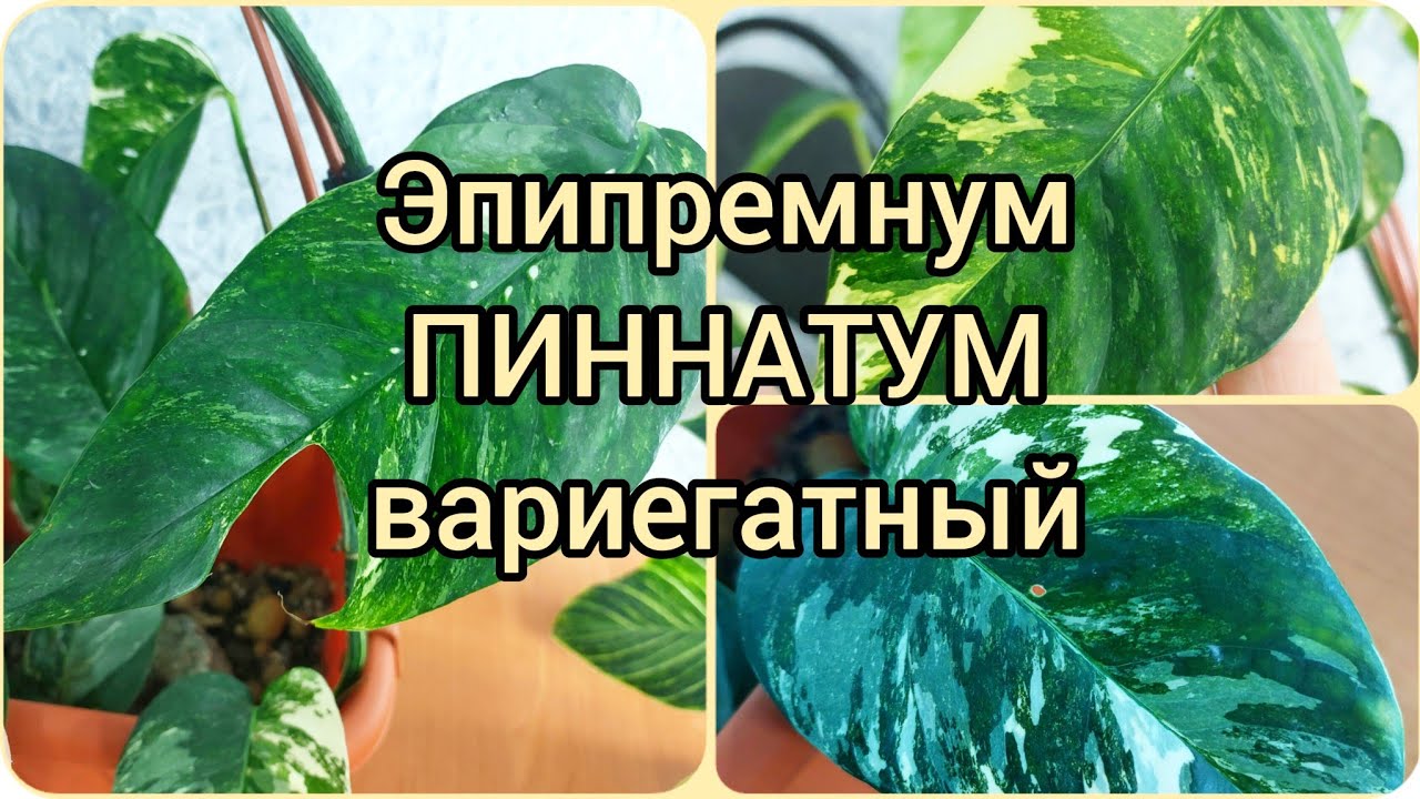#ЭПИПРЕМНУМ Пиннатум вариегатный🌿 #растения лианы🌿 #освещение #содержание #уход #цветы #опора #свет
