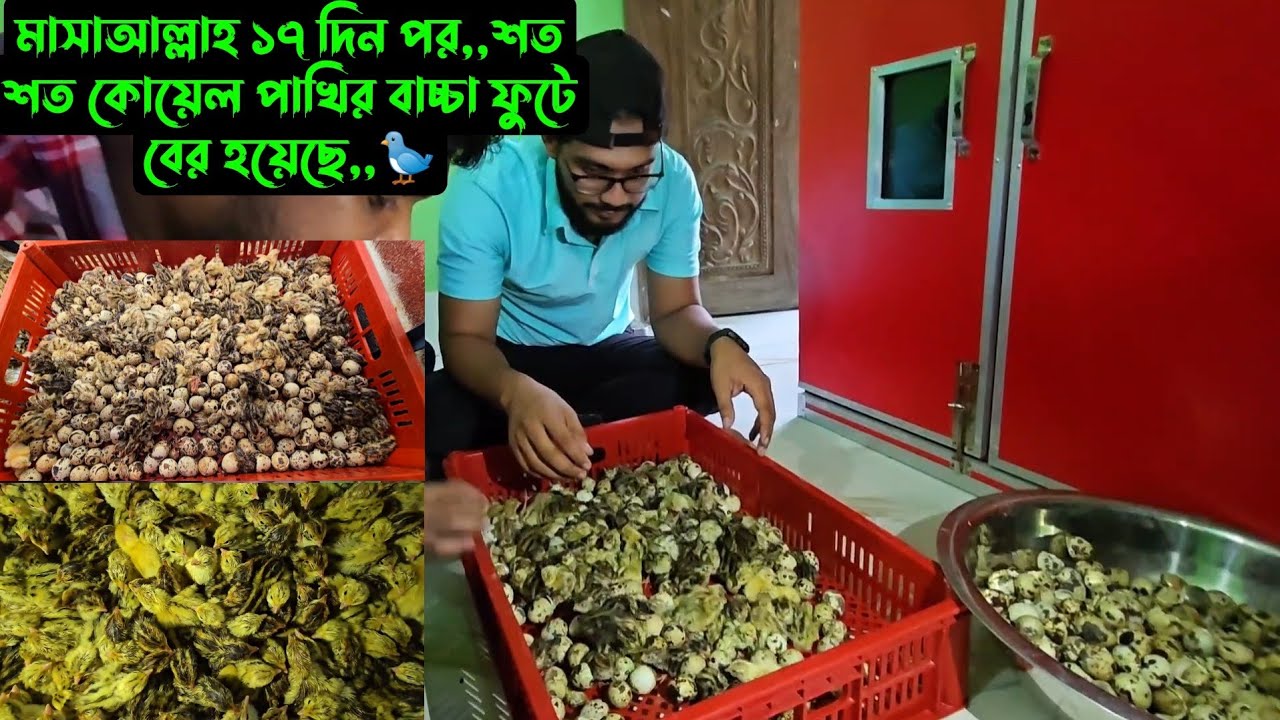 মাসাআল্লাহ ১৭ দিন পর,,শত শত কোয়েল পাখির বাচ্চা ফুটে বের হয়েছে,,🐦